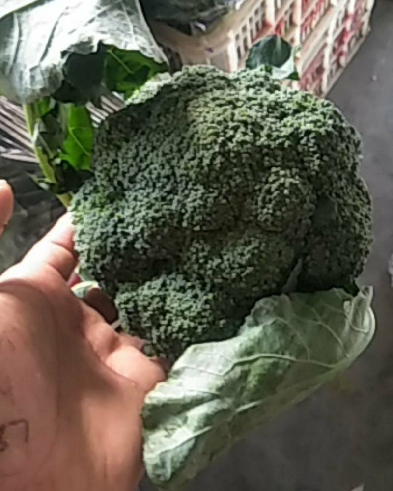 西兰花物美价廉，欢迎新老客户前来选购！