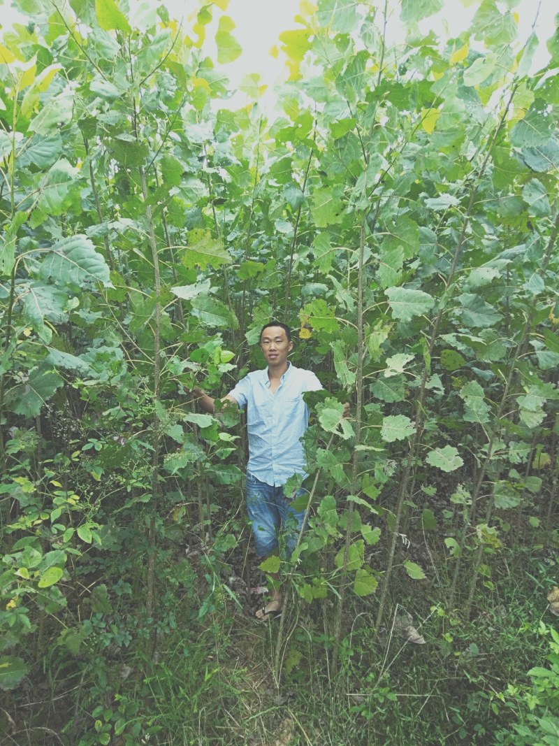 白杨树苗大量有货，107/新69/丹红杨欢迎致电订购