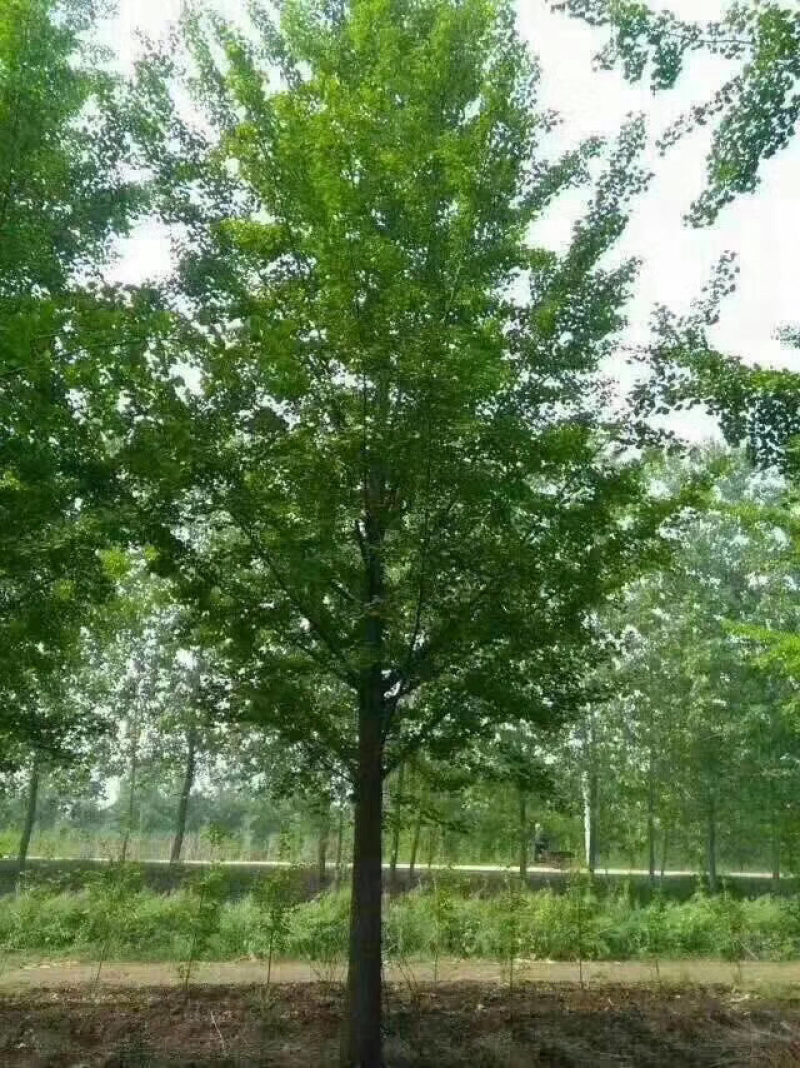 邳州市顶森银杏苗木基地