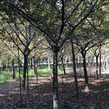 邳州市顶森银杏苗木基地