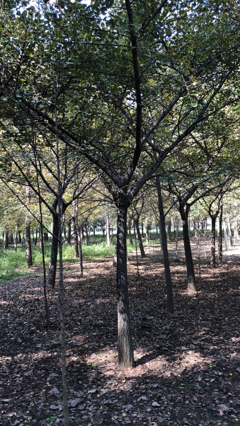 邳州市顶森银杏苗木基地
