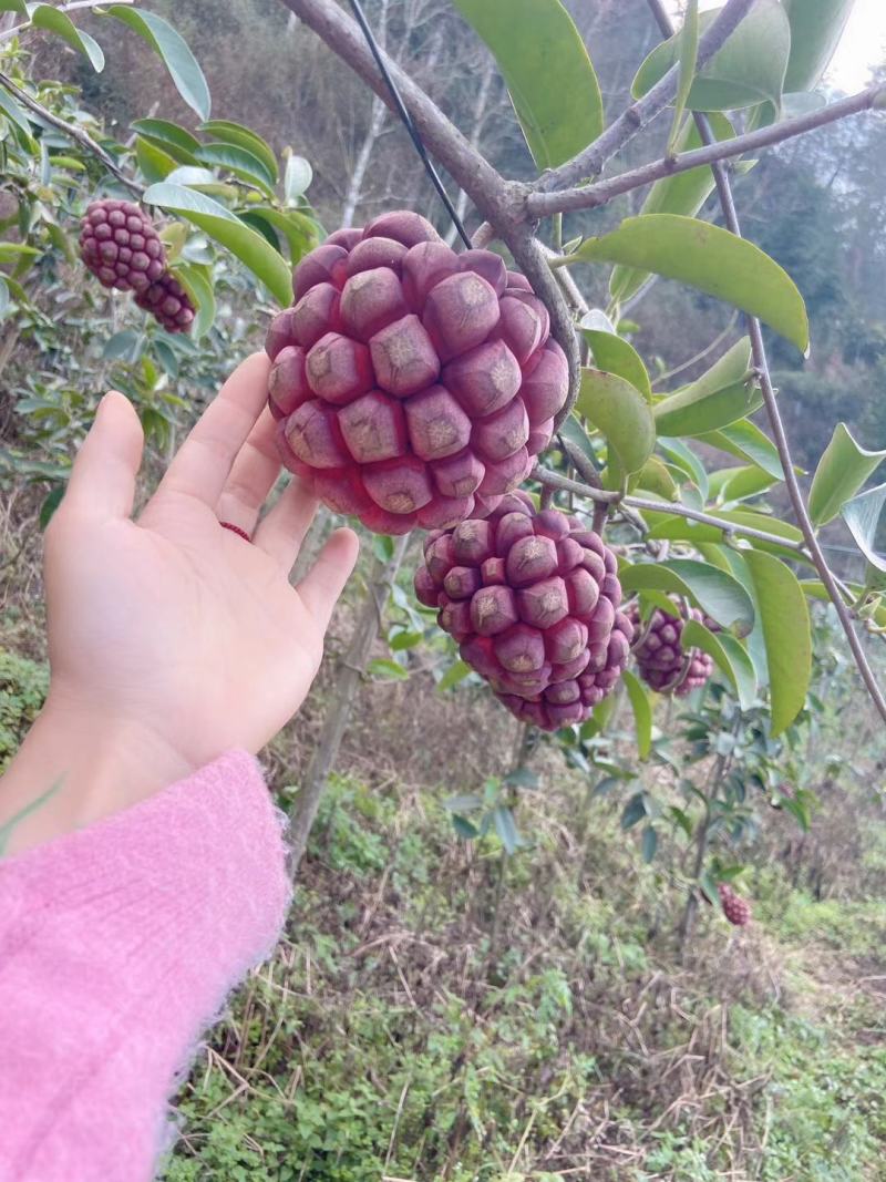奇特养生果黑老虎基地直供一件代发