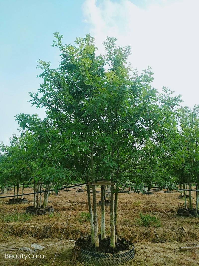 千亩彩叶苗木基地大量供应现货娜塔栎3-15公分精品