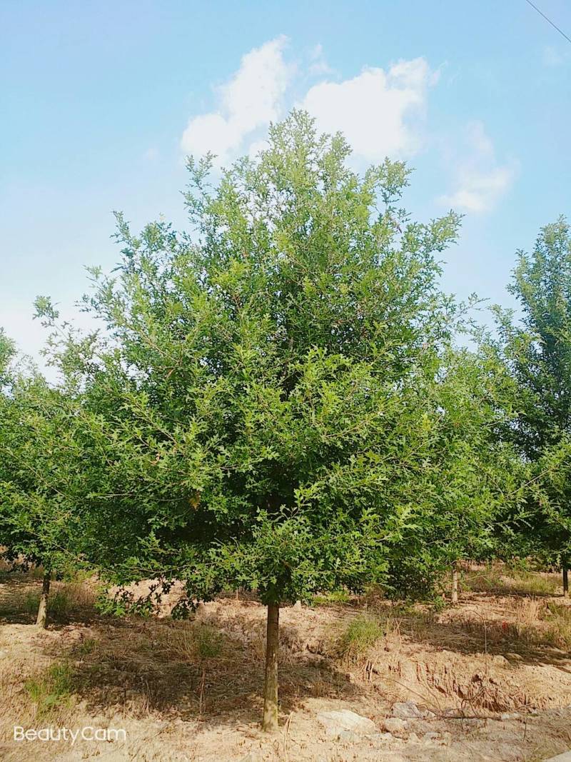 千亩彩叶苗木基地大量供应现货娜塔栎3-15公分精品