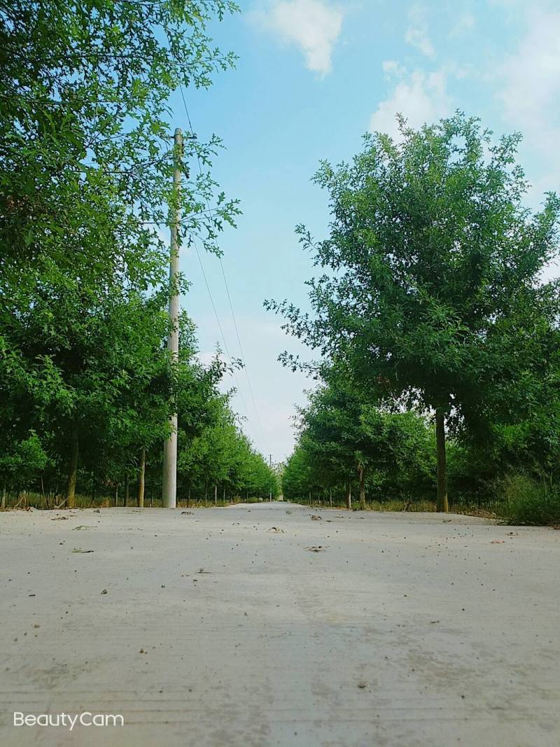 千亩彩叶苗木基地大量供应现货娜塔栎3-15公分精品