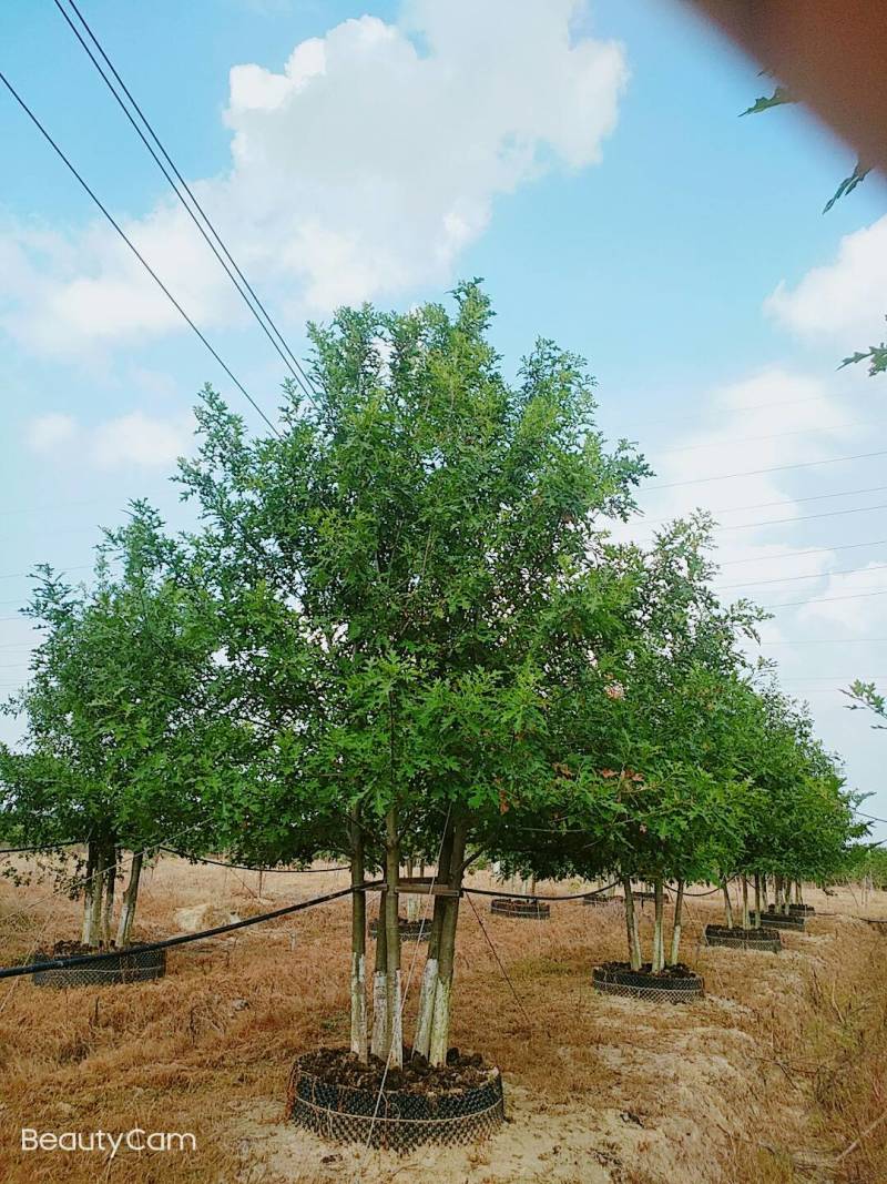 千亩彩叶苗木基地大量供应现货娜塔栎3-15公分精品