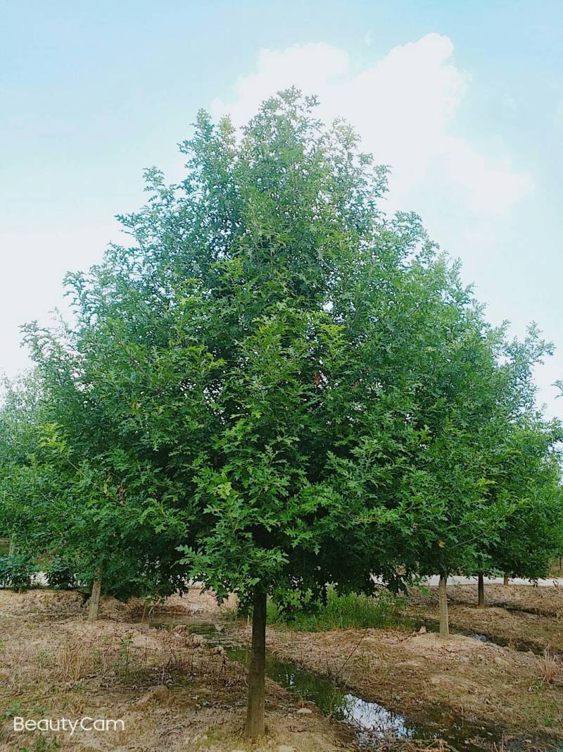 千亩彩叶苗木基地大量供应现货娜塔栎3-15公分精品