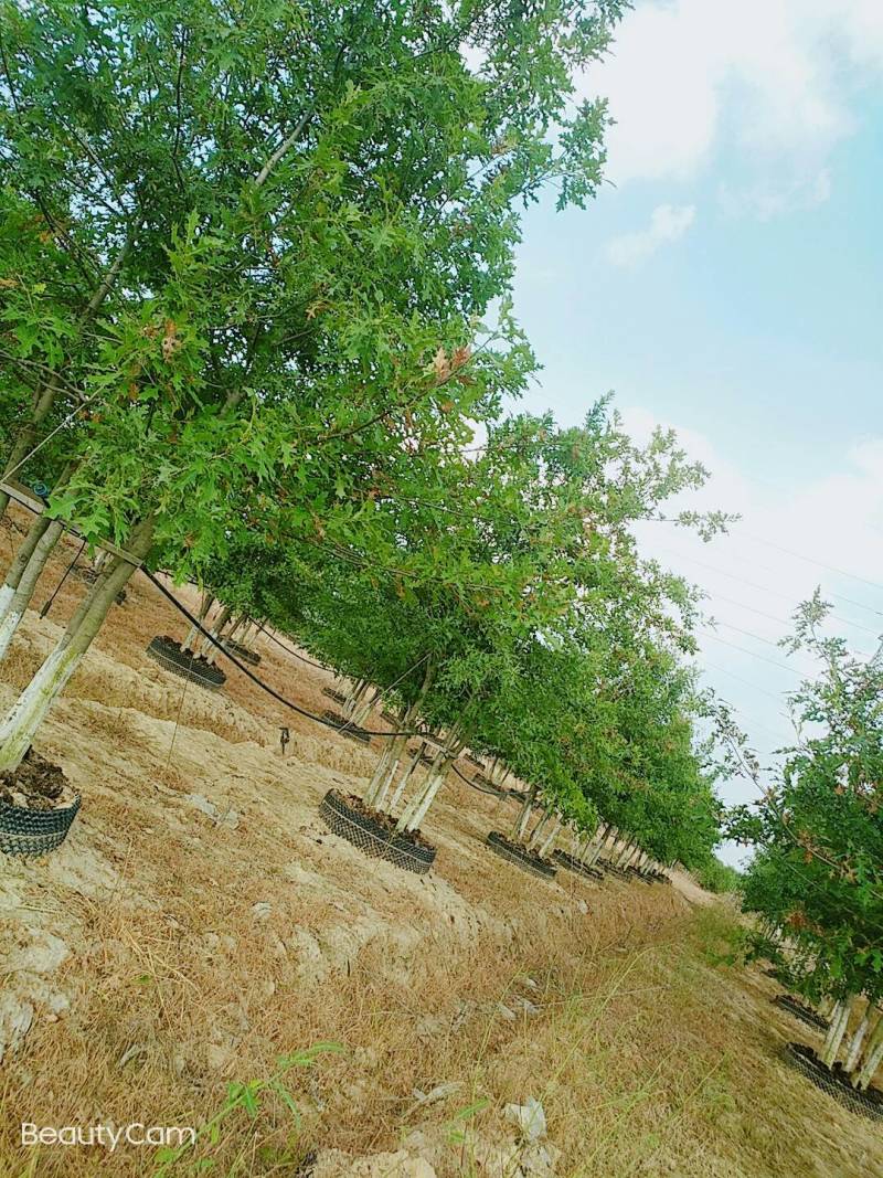 千亩彩叶苗木基地大量供应现货娜塔栎3-15公分精品