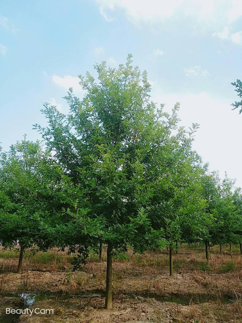 千亩彩叶苗木基地大量供应现货娜塔栎3-15公分精品