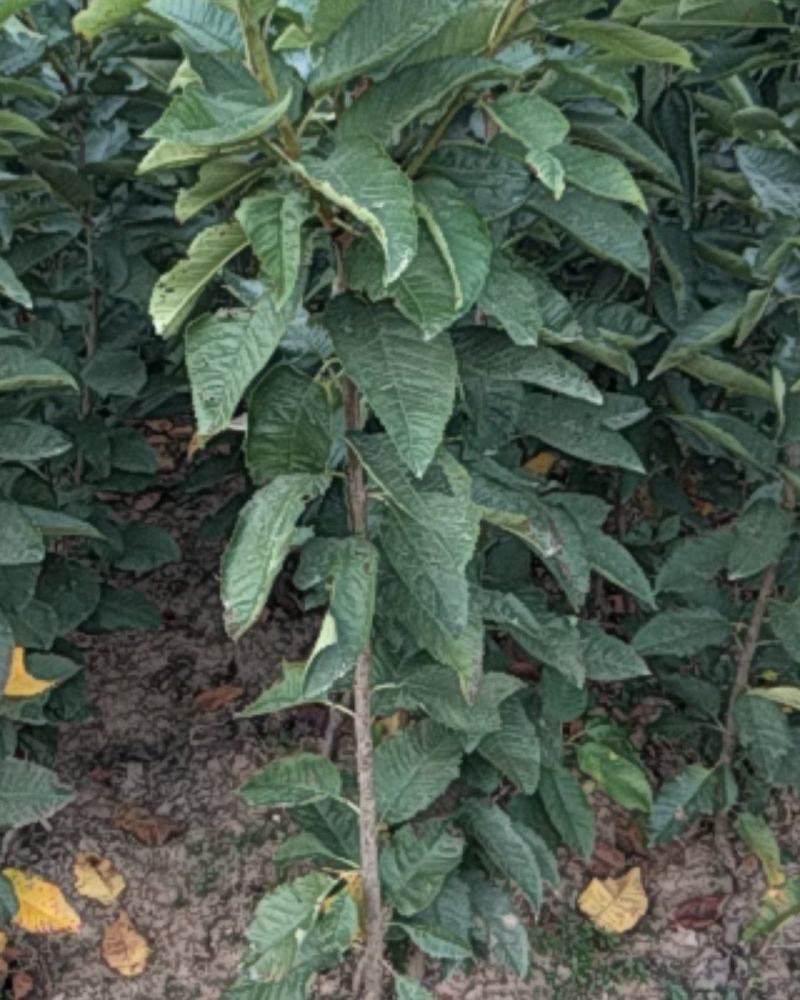 【荐】樱桃种苗，大颗粒樱桃苗产地价格，南北种植，量大优惠