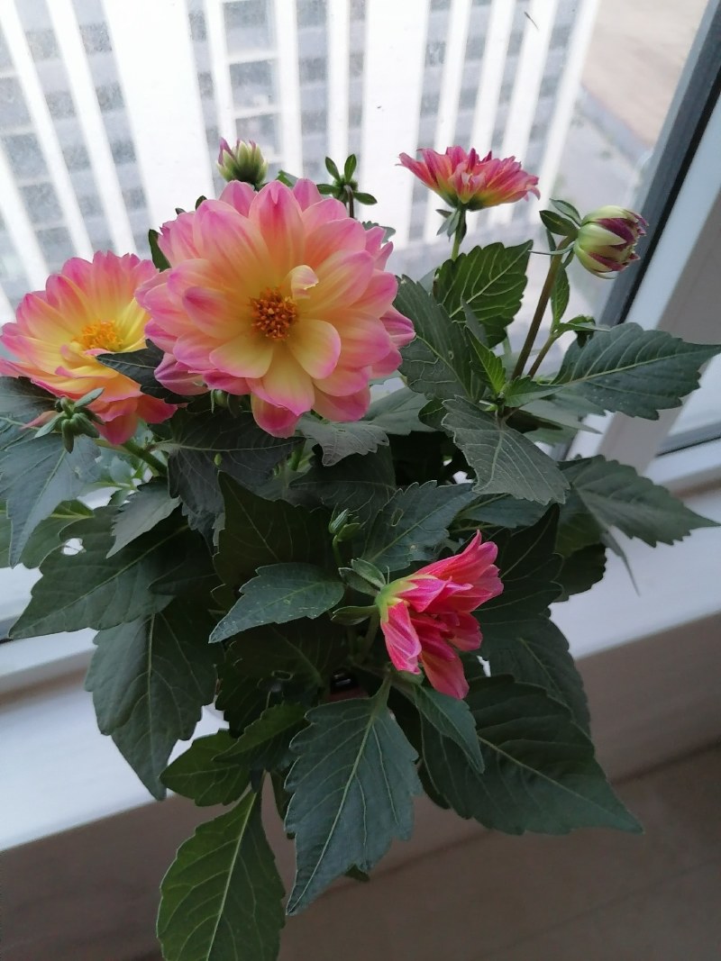 小丽花，大丽花，盆花小丽花，山东小丽花，山东大丽花