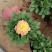 小丽花，大丽花，盆花小丽花，山东小丽花，山东大丽花