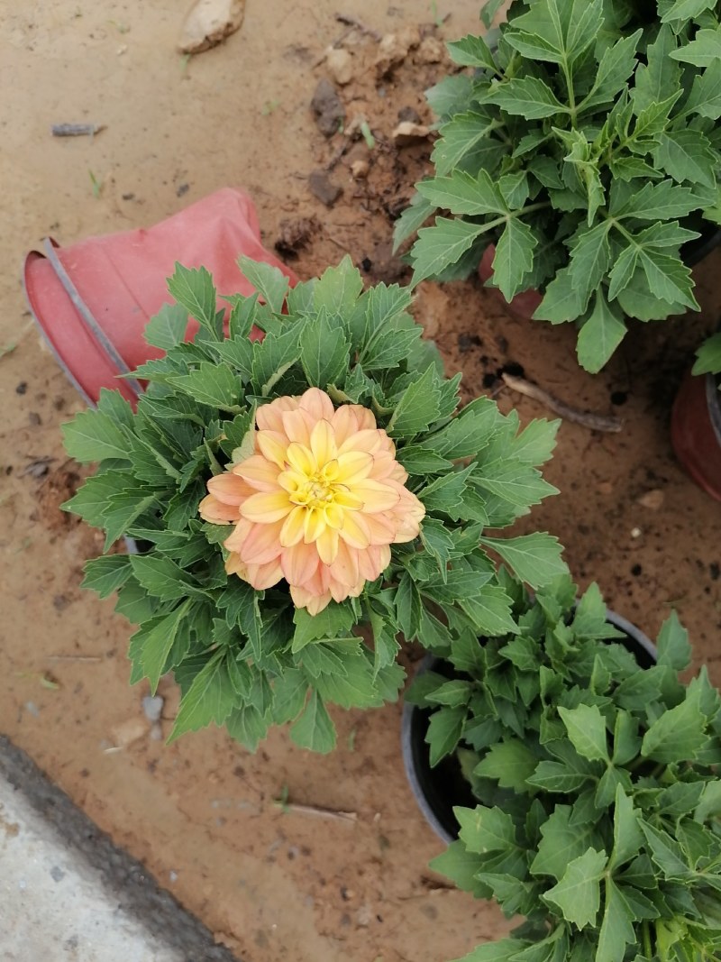 小丽花，大丽花，盆花小丽花，山东小丽花，山东大丽花