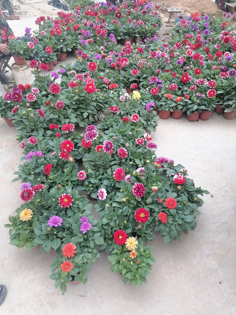 小丽花，大丽花，盆花小丽花，山东小丽花，山东大丽花
