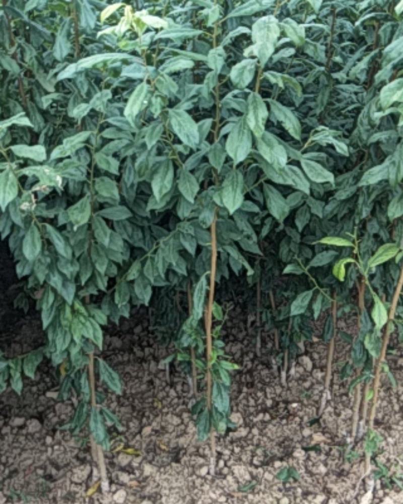 【荐】樱桃种苗，大颗粒樱桃苗产地价格，南北种植，量大优惠