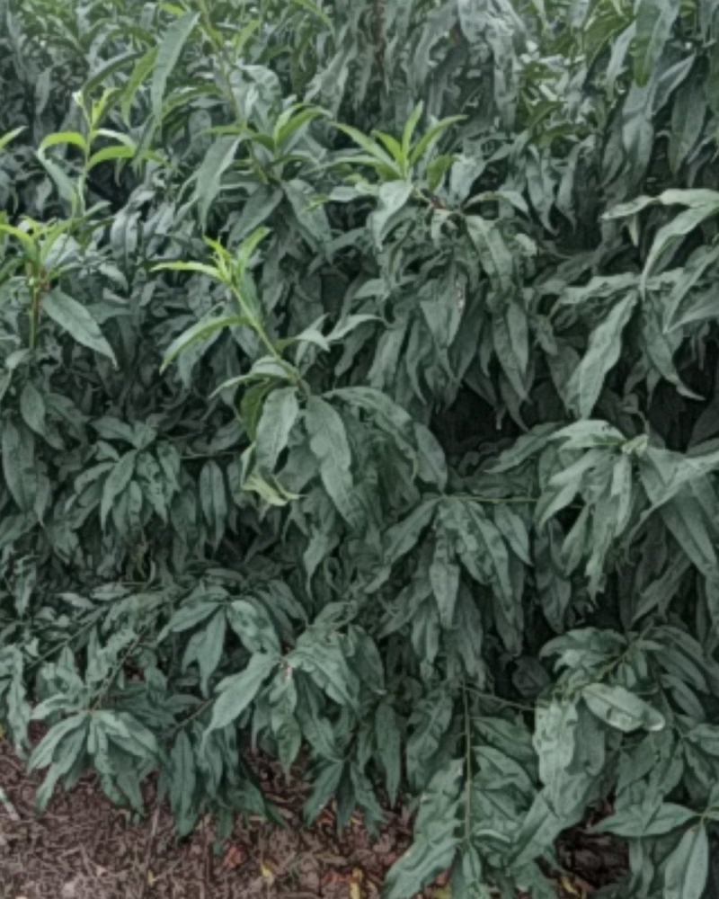 【荐】樱桃种苗，大颗粒樱桃苗产地价格，南北种植，量大优惠
