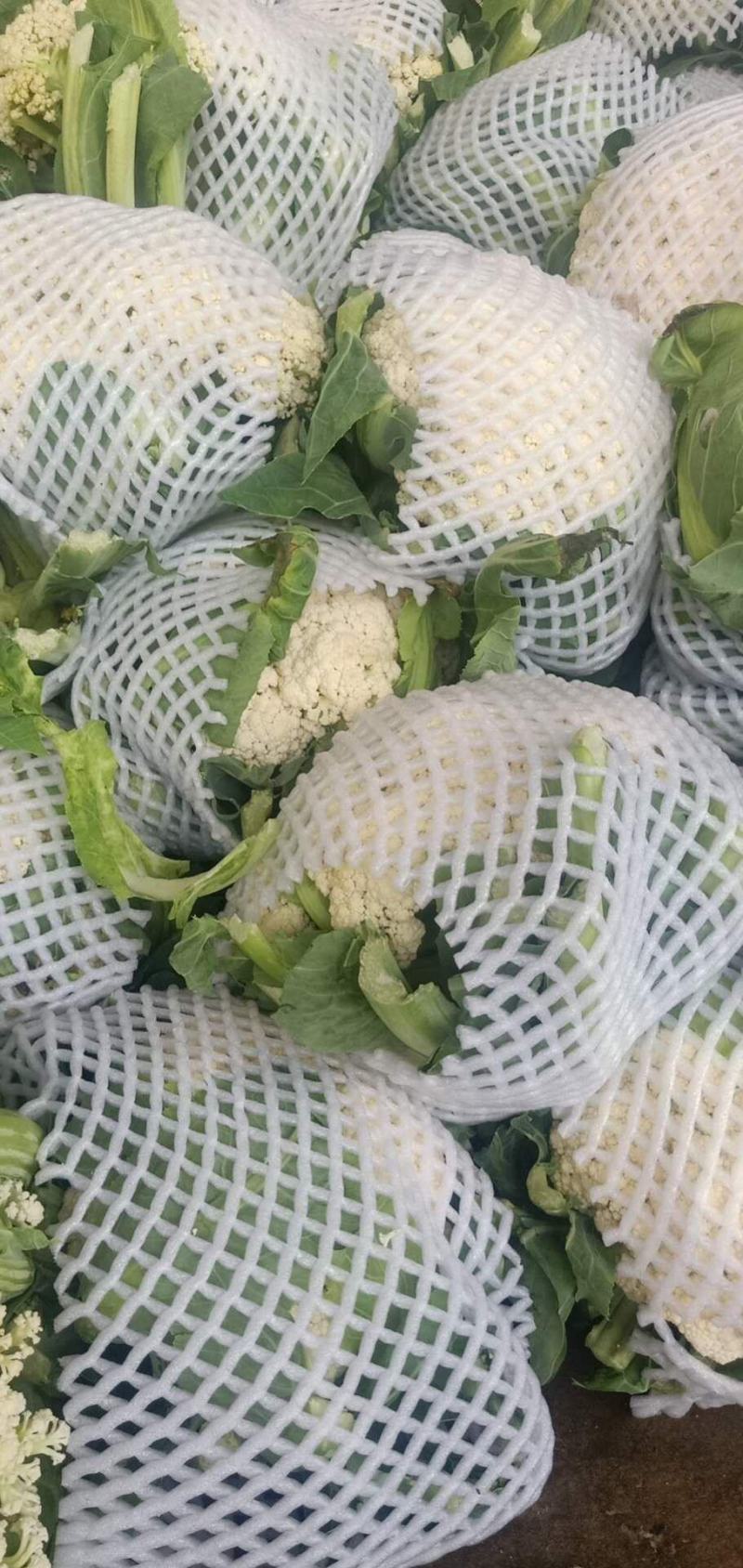 陕西有机花菜上市了，可发往全国各地