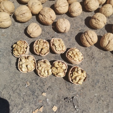 大量辽一核桃质量保证
