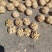大量辽一核桃质量保证