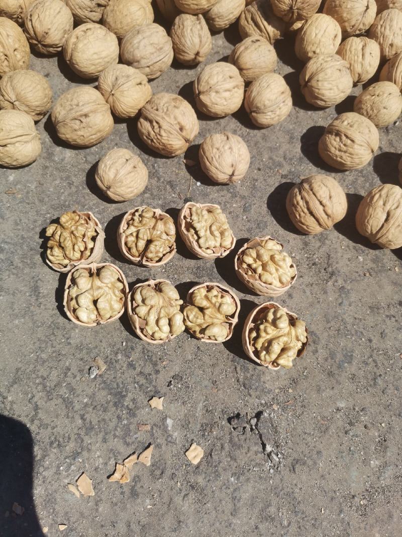 大量辽一核桃质量保证