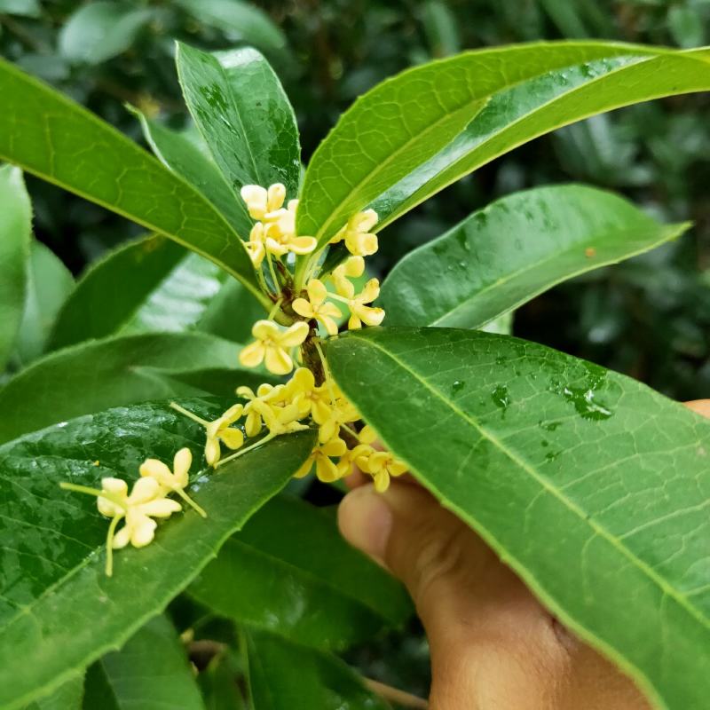 桂花树苗金桂花优质苗丹桂大苗现挖现发自产自销