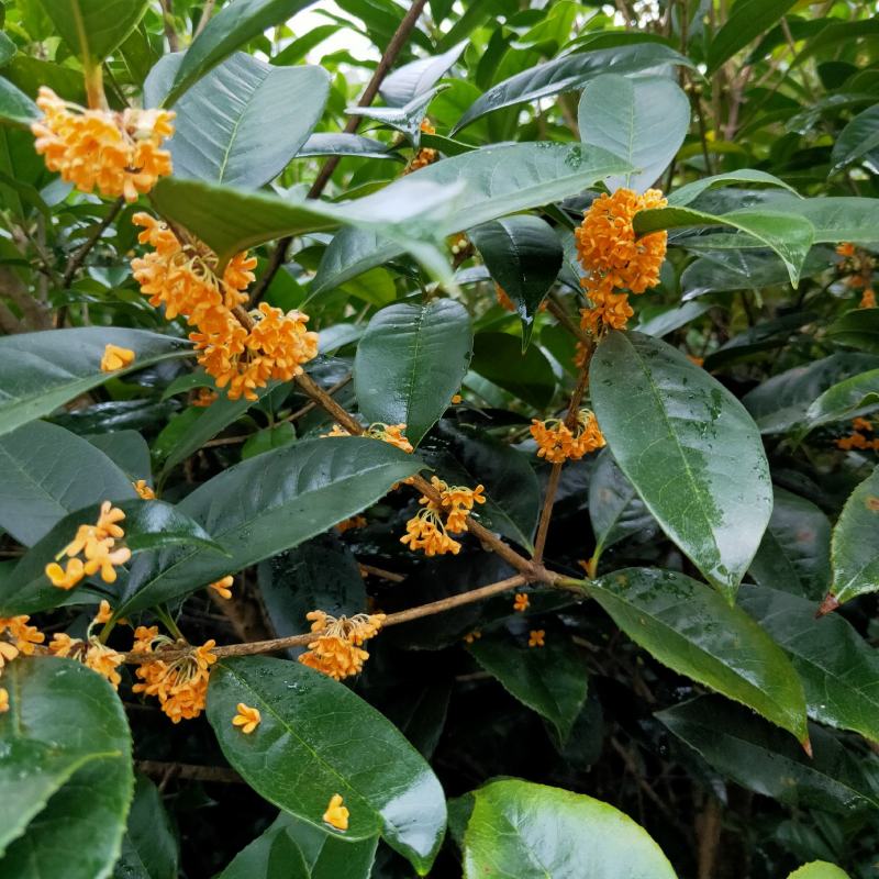 桂花树苗金桂花优质苗丹桂大苗现挖现发自产自销