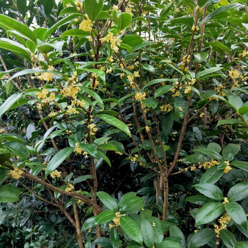 桂花树苗金桂花优质苗丹桂大苗现挖现发自产自销