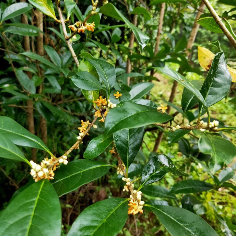 桂花树苗金桂花优质苗丹桂大苗现挖现发自产自销