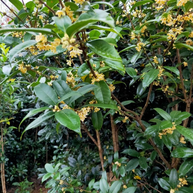 桂花树苗金桂花优质苗丹桂大苗现挖现发自产自销