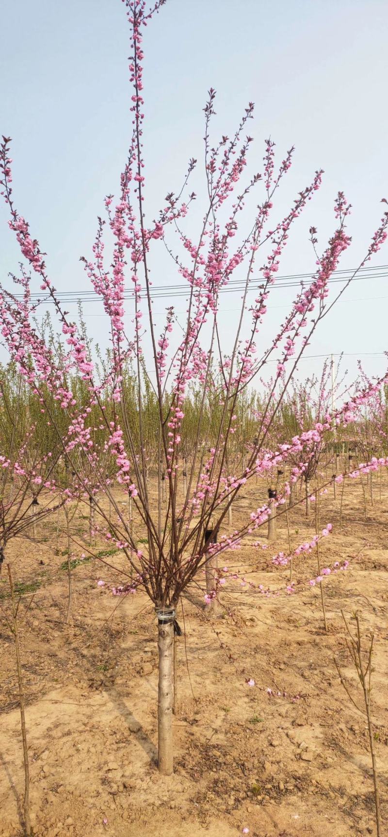 榆叶梅3-10公分榆叶梅树苗榆叶梅苗可视频看货选货