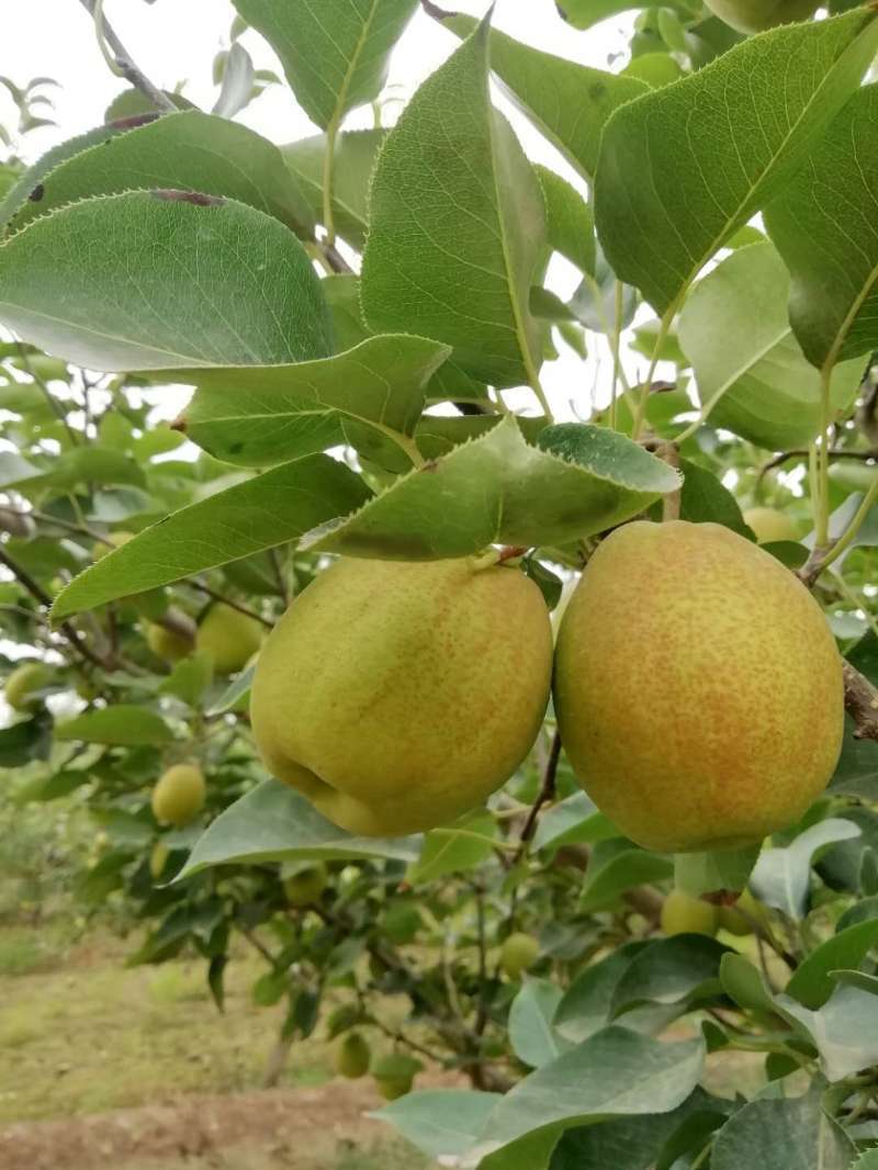 香梨新疆阿克苏天山雪水皮溥汁多香甜爽口润肺治咳无污染