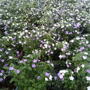 四川成都温江基地苗圃茉莉花，质量保证，规格齐全，货源充足
