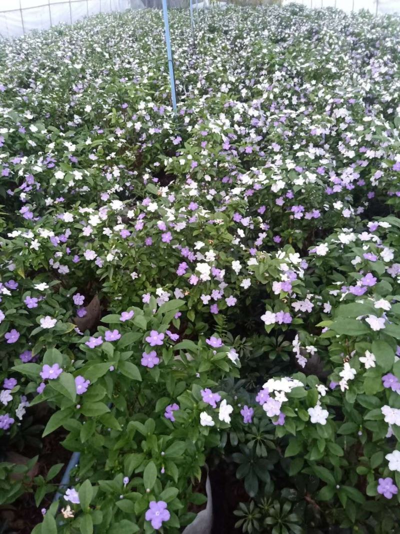 四川成都温江基地苗圃茉莉花，质量保证，规格齐全，货源充足