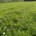 四川成都温江基地苗圃茉莉花，质量保证，规格齐全，货源充足