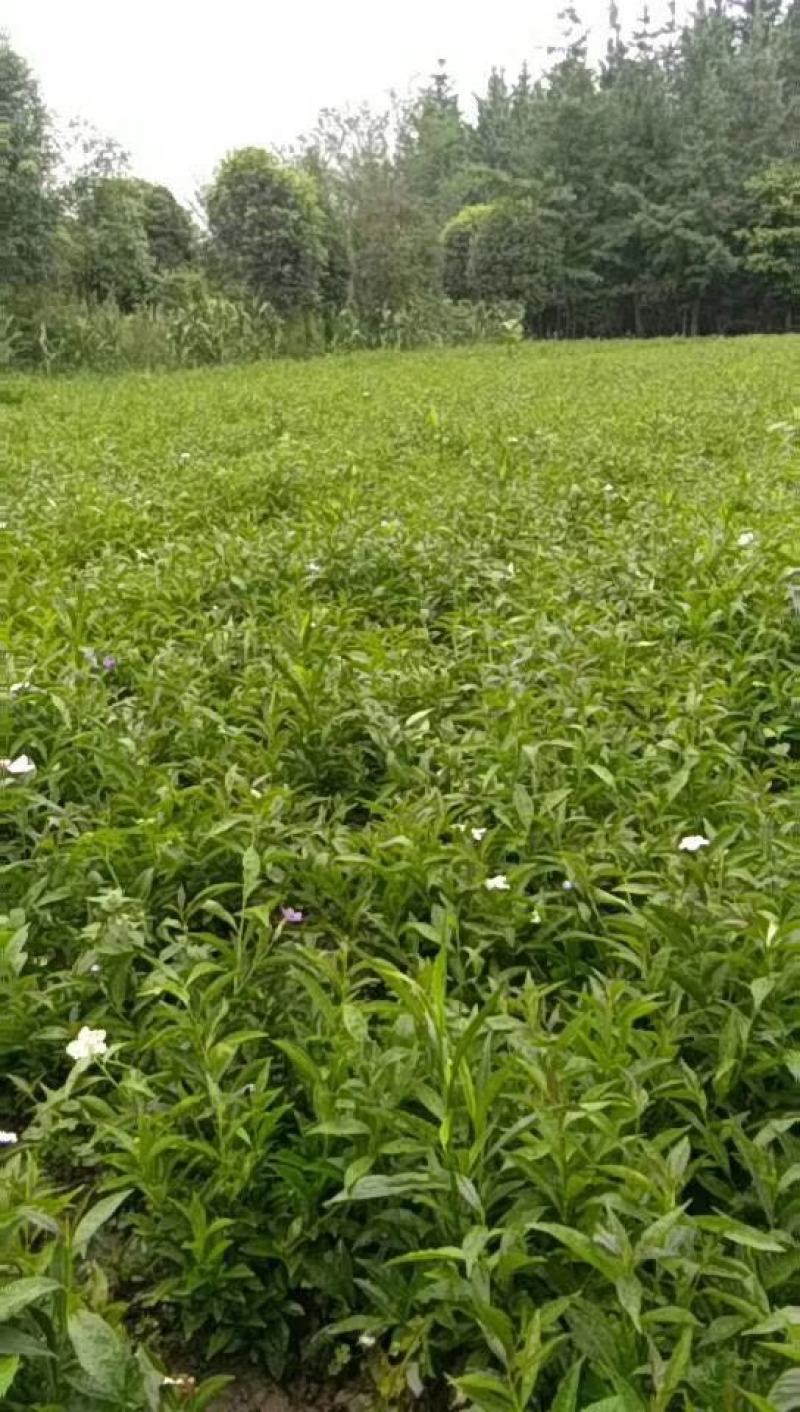 四川成都温江基地苗圃茉莉花，质量保证，规格齐全，货源充足