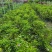 四川成都温江基地苗圃茉莉花，质量保证，规格齐全，货源充足