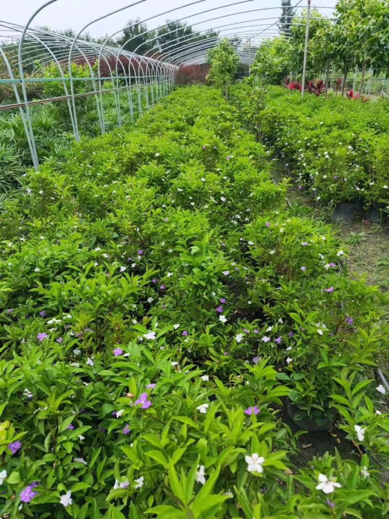 四川成都温江基地苗圃茉莉花，质量保证，规格齐全，货源充足