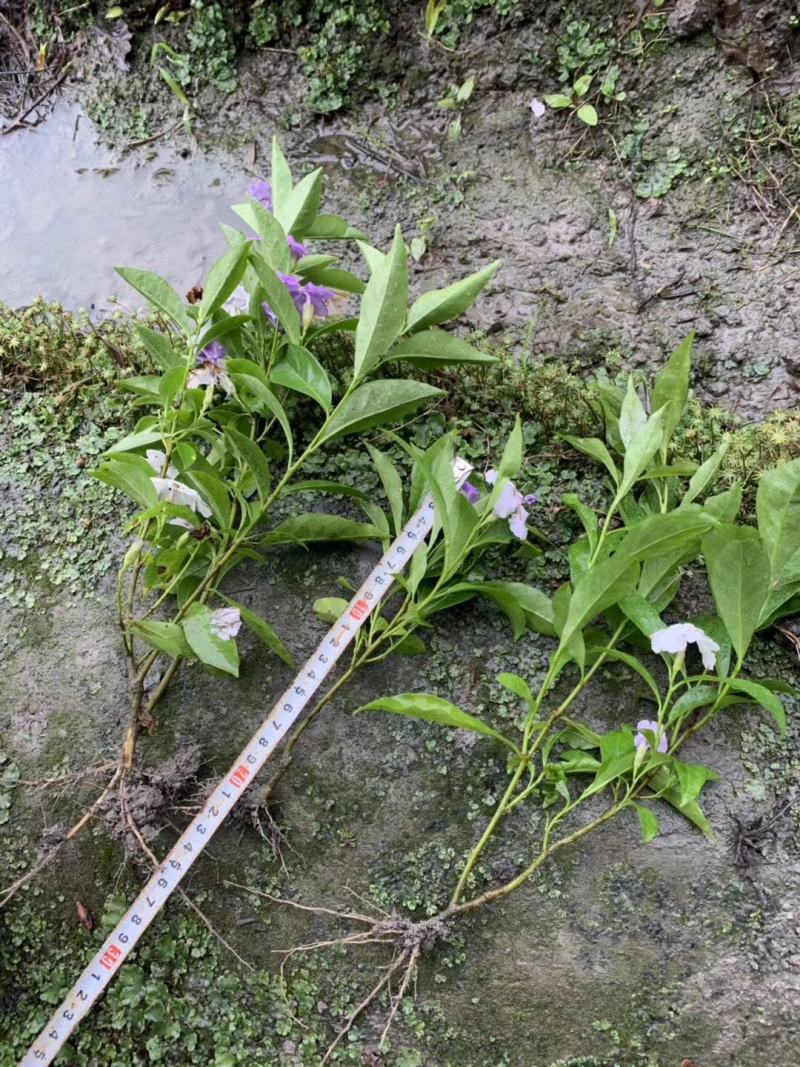四川成都温江基地苗圃茉莉花，质量保证，规格齐全，货源充足