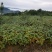 四川毛豆，基地直供，高山生态种植