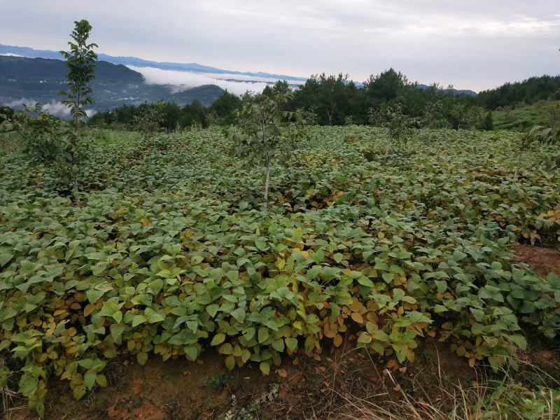 四川毛豆，基地直供，高山生态种植