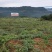 四川毛豆，基地直供，高山生态种植