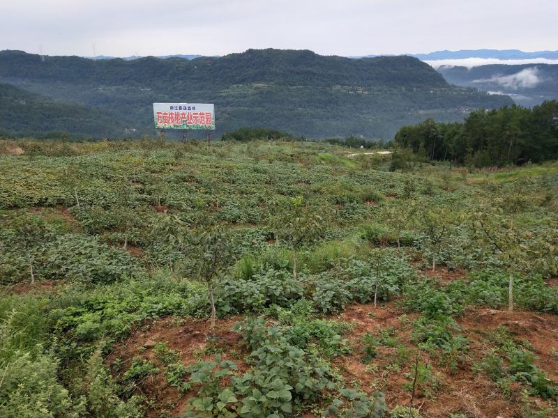 四川毛豆，基地直供，高山生态种植