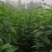 杜仲苗50万棵价格美丽量大从优先到先得欢迎下单
