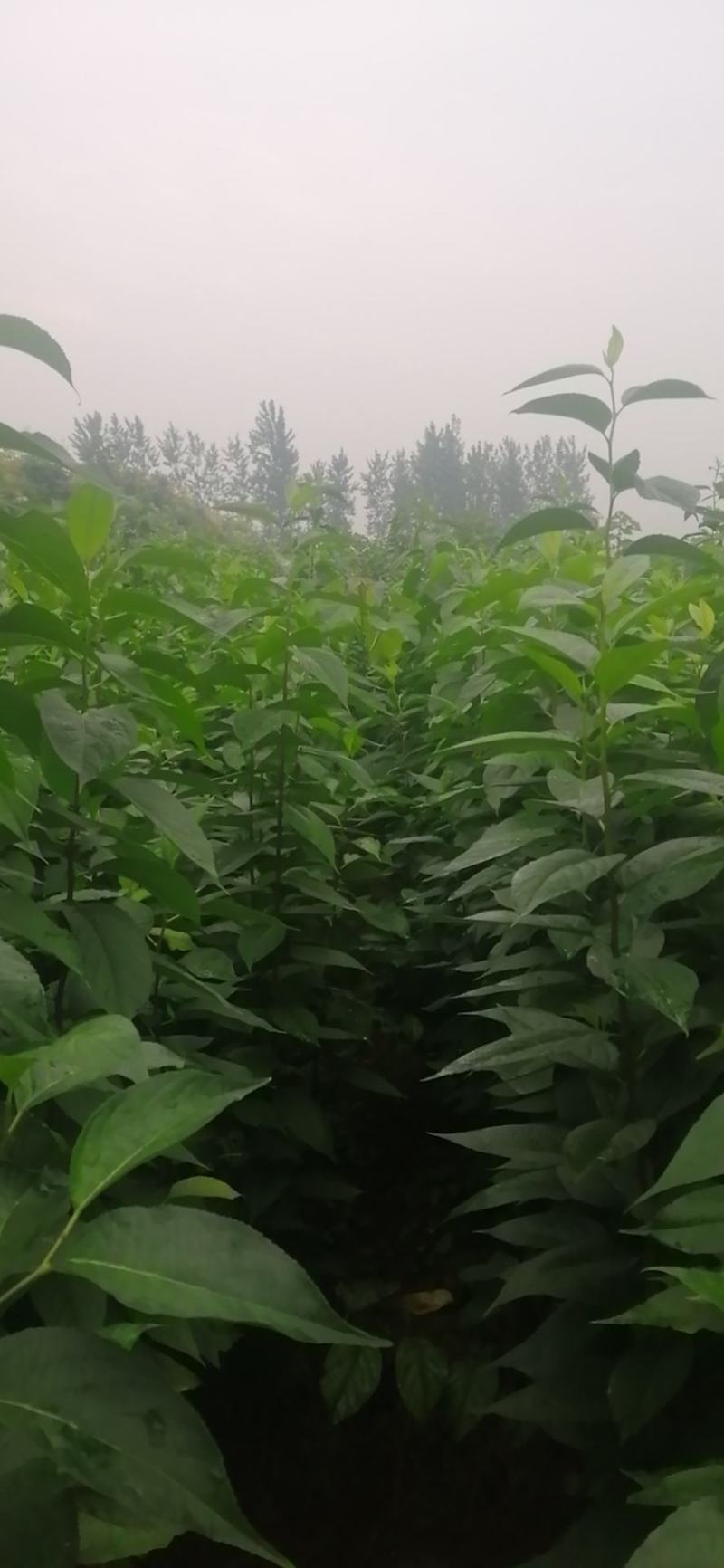 杜仲苗50万棵价格美丽量大从优先到先得欢迎下单