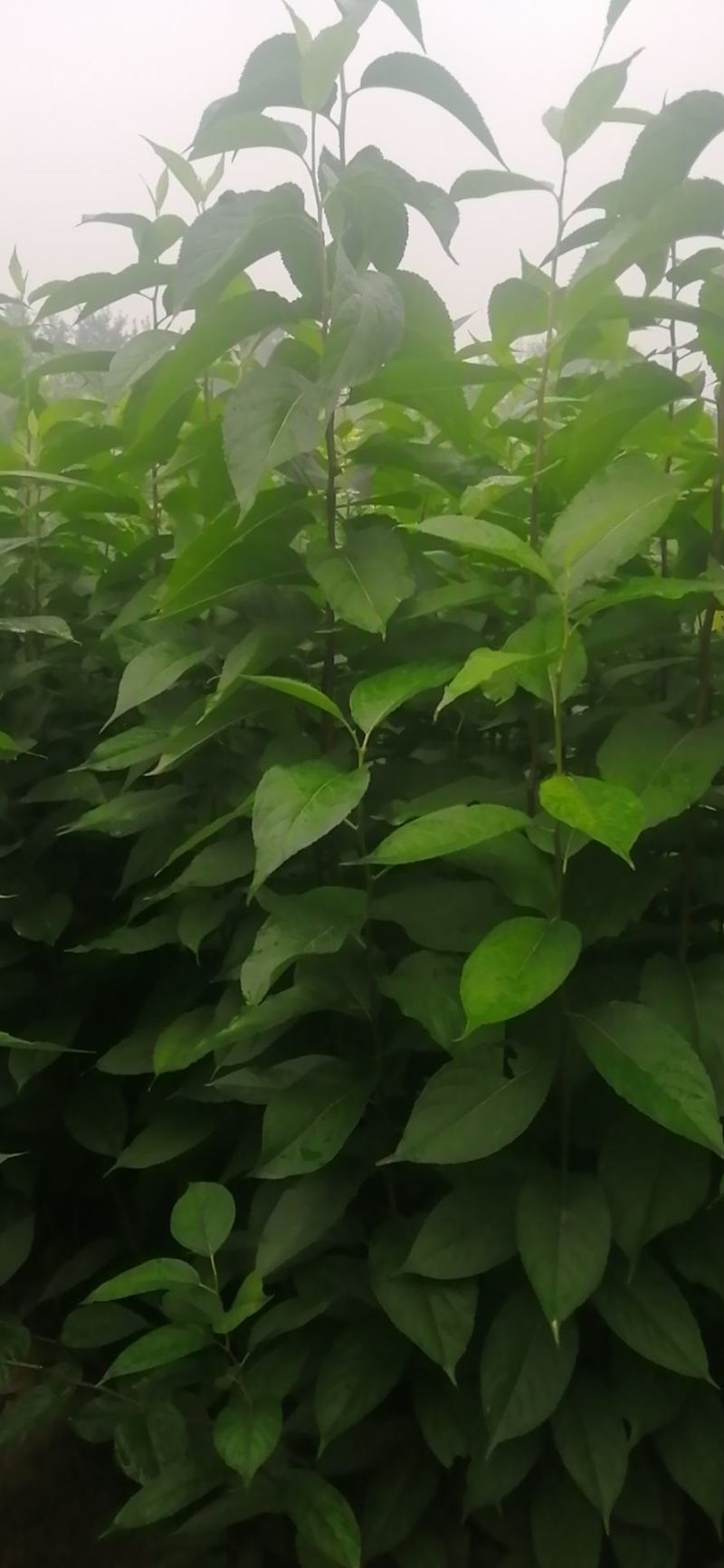 杜仲苗50万棵价格美丽量大从优先到先得欢迎下单