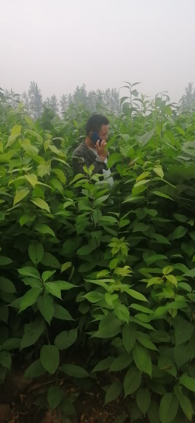 杜仲苗50万棵价格美丽量大从优先到先得欢迎下单