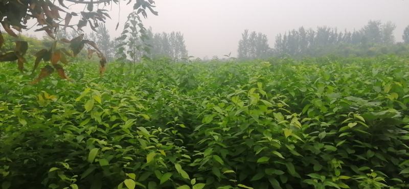 杜仲苗50万棵价格美丽量大从优先到先得欢迎下单