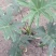 本基地常年供应各种苗木花卉300春羽，质量保证，货源充足