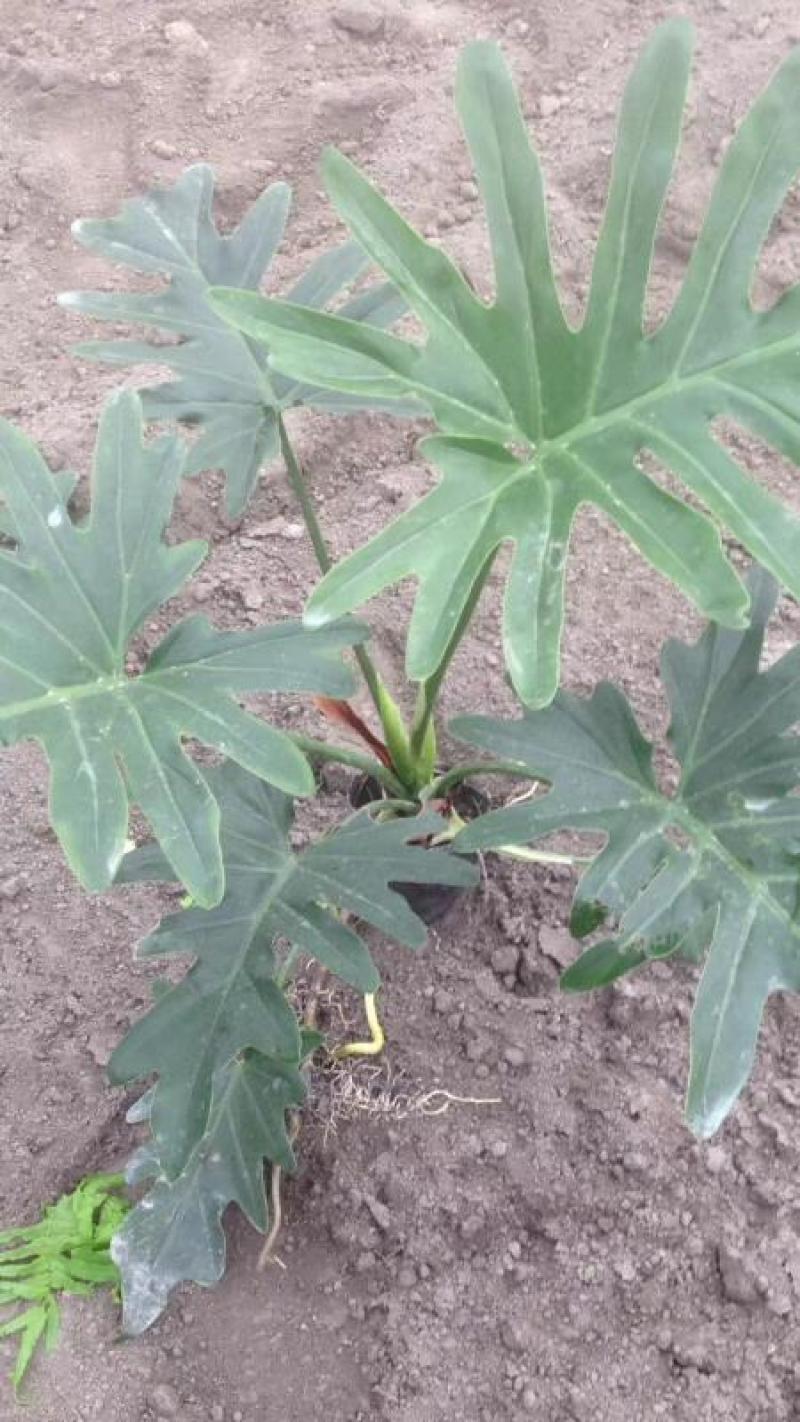 本基地常年供应各种苗木花卉300春羽，质量保证，货源充足