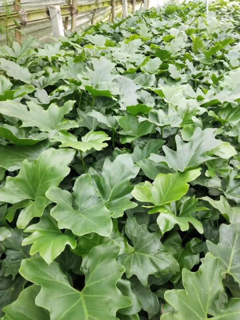 本基地常年供应各种苗木花卉300春羽，质量保证，货源充足